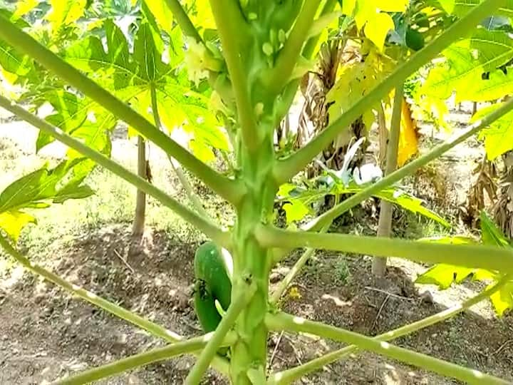 Hingoli Agriculture News Papaya crop crisis disease outbreak Even the medicines were not used farmers was worried Hingoli News : पपई पिक संकटात, रोगांचा प्रादुर्भाव; औषधांचाही उपयोग होईना, बळीराजा चिंतेत