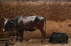 Jabalpur News: कचरे से कमाई का मॉडल-इस शहर में गोबर से बनेगी सीएनजी, प्रदूषण कम होने के साथ होंगे ये कई फायदे