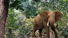 Shantiniketan: শান্তিনিকেতনে দলছুট হাতির আতঙ্ক, ত্রস্ত গোটা এলাকা