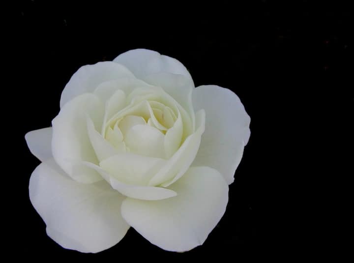 पांढरा गुलाब (White Rose) पांढरा गुलाब हे शुद्धता, निर्दोषता, कृपा आणि नम्रता या गोष्टींचे प्रतिक आहे. जर तुम्हाला एखाद्या व्यक्तीबद्दल प्रेम किंवा आकर्षण असेल तर तुम्ही त्या व्यक्तीला पांढऱ्या रंगाचा गुलाब दिला पाहिजे.
