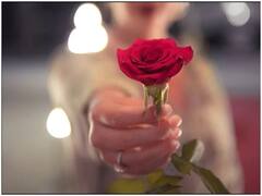 Valentine's Week: गुलाब सा महकेगा आपका प्यार, Rose Day पर इन शायरी से करें इजहार-ए-इश्क