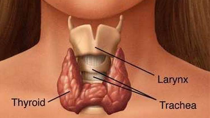 Thyroid: தைராய்டு பாதிப்புகளும் சரி செய்யும் வழியும்....