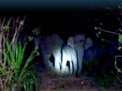 Tirumala: తిరుమల ఘాట్ రోడ్డులో గజరాజుల హల్ చల్