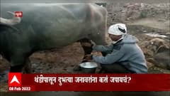 Maharashtra Milk Special Report: गायी म्हशींची दूध देण्याची क्षमता का घटली? ABP Majha