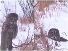 Watch: उड़ने की कोशिश करने के दौरान फेल हुआ उल्लू का प्लान, बर्फ की चादर पर गिरा धड़ाम