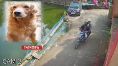Dog Stolen: ঠাকুরপুকুরে বাড়ির সামনে থেকে গোল্ডেন রিট্রিভার ‘চুরি’, পুলিশি উদাসীনতার অভিযোগ | Bangla News