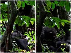 Watch: कीड़े के जरिए अपने बेटे के घाव का इलाज करता दिखा चिंपैंजी, अब हो रही है रिसर्च