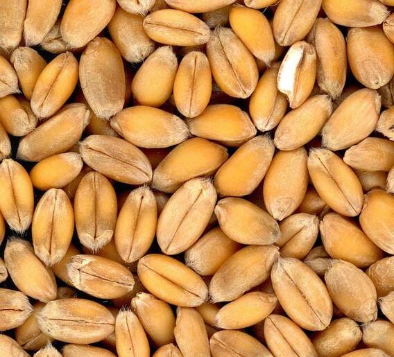 पाच वर्षांत किती महागले गहू?