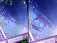 Bhopal News: भोज यूनिवर्सिटी में बाघ के दिखने से दहशत, रात को चहलकदमी करते हुए सीसीटीवी कैमरे में कैद हुईं तस्वीरें