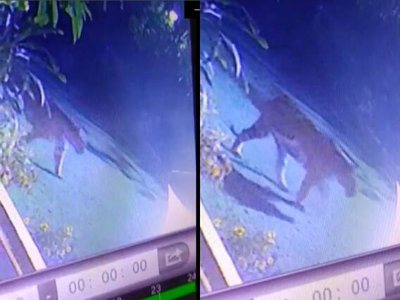 Bhopal News: भोज यूनिवर्सिटी में बाघ के दिखने से दहशत, रात को चहलकदमी करते हुए सीसीटीवी कैमरे में कैद हुईं तस्वीरें Bhopal News: भोज यूनिवर्सिटी में बाघ के दिखने से दहशत, रात को चहलकदमी करते हुए सीसीटीवी कैमरे में कैद हुईं तस्वीरें