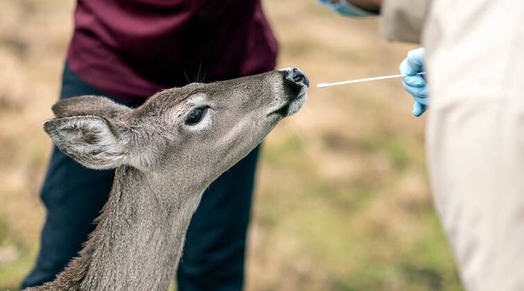 Omicron found in NYC deer raises questions about COVID transmission from animals to humans ਮਨੁੱਖਾਂ ਮਗਰੋਂ ਹੁਣ ਕੋਵਿਡ-19 ਜੰਗਲੀ ਜਾਨਵਰਾਂ ਤੱਕ ਪਹੁੰਚਿਆ, ਓਮੀਕ੍ਰੋਨ ਵੇਰੀਐਂਟ ਨਾਲ ਹਿਰਨ ਸੰਕਰਮਿਤ