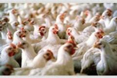 Chicken Price: ডবল সেঞ্চুরি পার, বিয়ের মরশুমে মুরগির মাংসের দাম আরও বাড়ার আশঙ্কা |Bangla News