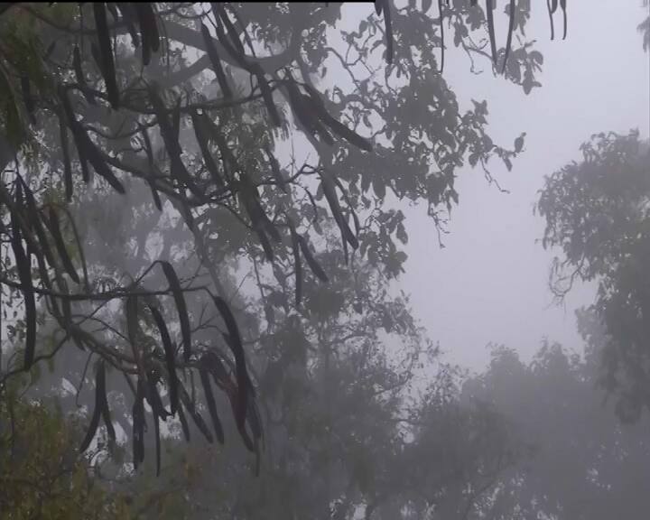 সকাল থেকে ঘন কুয়াশা। ইএম বাইপাস-সহ কলকাতার পূর্ব প্রান্তে কুয়াশার চাদর।