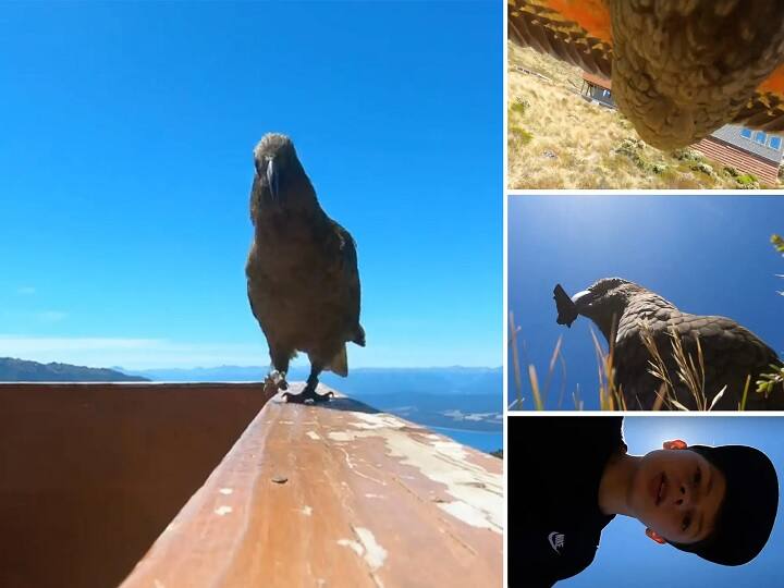 New Zealand parrot steals camera and films airborne escape Watch video Watch Video | ”அவள் பறந்து போனாளே” அசந்த நேரத்தில் கேமராவை தூக்கிய கிளி.. சூப்பர் வ்யூ வீடியோ!