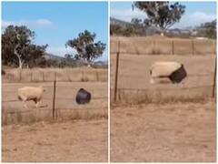 Watch: प्लास्टिक के टब को सिर से टक्कर मार पछताया भेड़, खेल-खेल में मिली पटखनी 