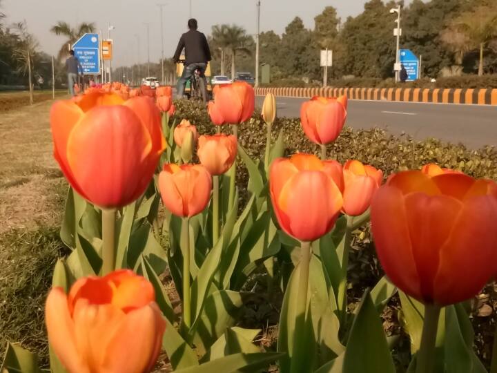 New Delhi Municipal Council planted 53000 tulips in Delhi for its beautification, know details ANN दिल्ली की सुंदरता में चार चांद लगा रहे ट्यूलिप, लिली, आइलेक्स और फ्रीसिया के फूल, इन इलाकों की बढ़ा रहे रौनक