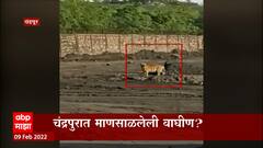 Chandrapur : माणसाळलेली वाघीण? वीजनिर्मिती केंद्रात वाघिणीचा बिनधास्त वावर : Special Report