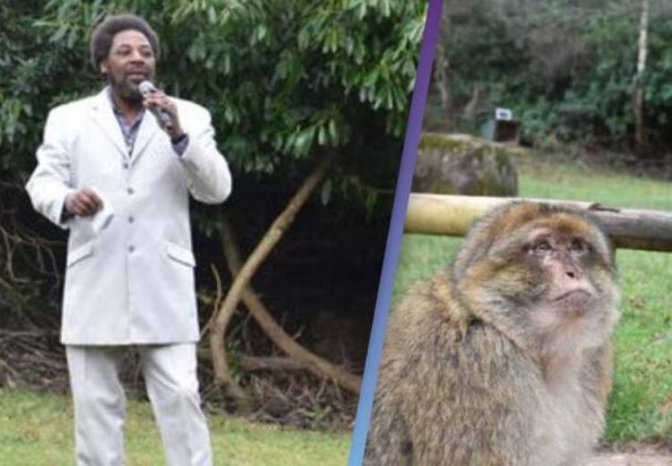 Man impersonating legendary singer Marvin Gaye hired by zoo to help endangered monkeys procreate அரிய வகை குரங்குகளின் இனப்பெருக்கத்துக்கு, இங்கிலாந்து பூங்கா செய்த நூதன முயற்சி..