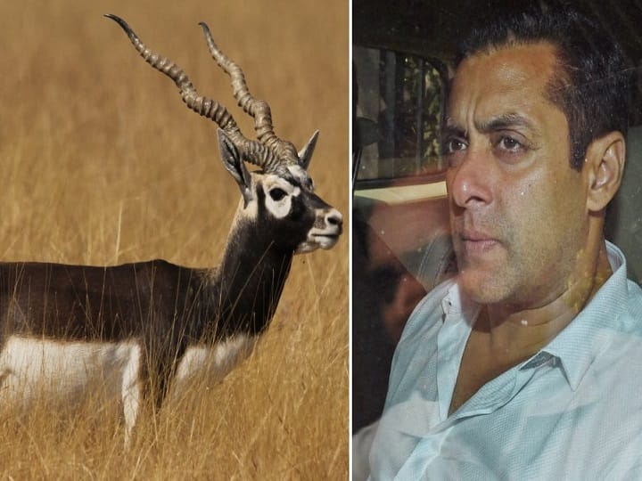Salman Khan से जुड़े काला हिरण शिकार मामले में आज पूरी नहीं हुई सुनवाई, जानें- आगे की बात Rajasthan hearing in the black buck hunting case related to Salman Khan was not completed today, know in details ann Salman Khan से जुड़े काला हिरण शिकार मामले में आज पूरी नहीं हुई सुनवाई, जानें- आगे की बात