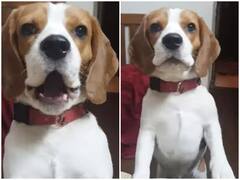 Watch: भौंकना भूल जाने पर डॉगी को दी जा रही स्पेशल ट्रेनिंग, कुत्ते की मासूमियत जीत लेगी दिल