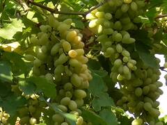 Hingoli : शेतकरी महिलेने तीन एकरात फुलवली द्राक्षाची बाग, मिळवतायेत 10 लाखाहून अधिक उत्पन्न