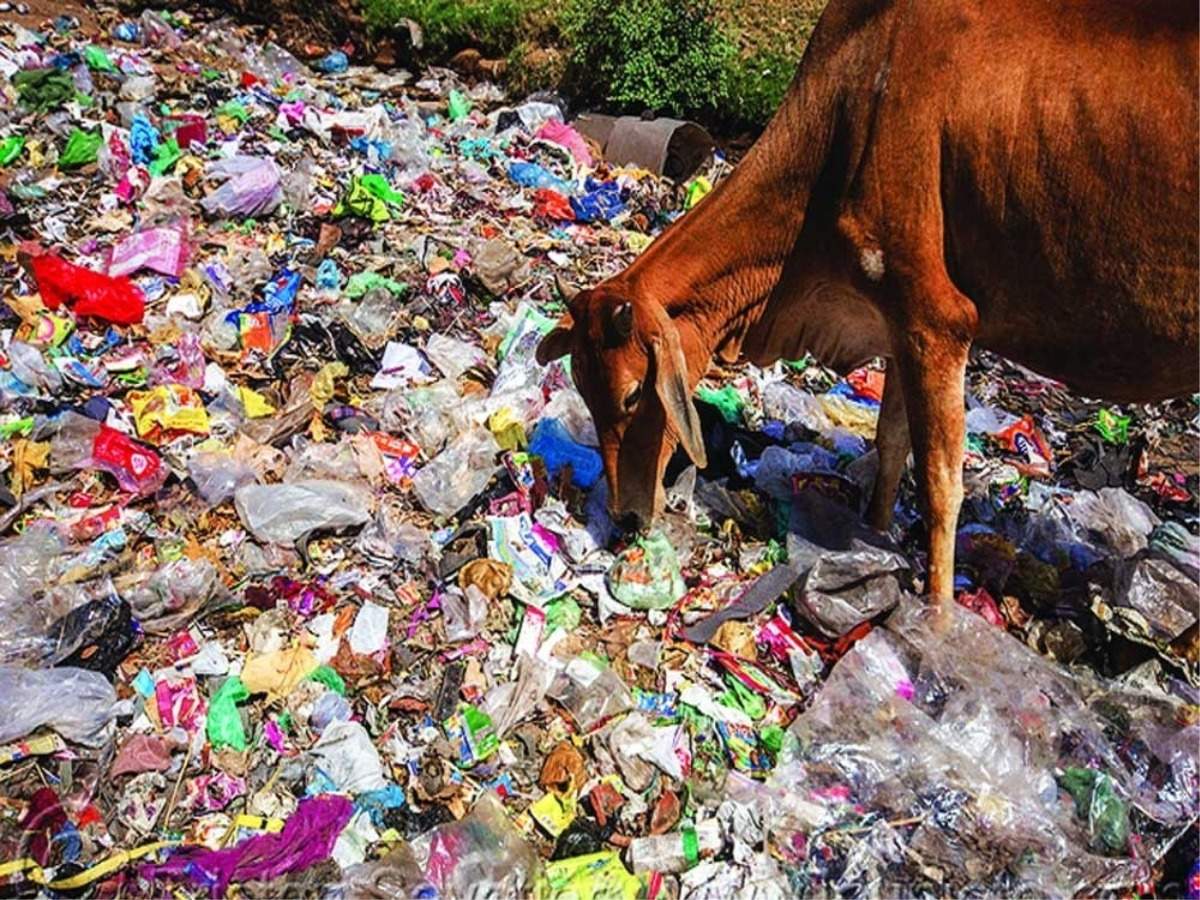 Stray Dogs and Cattles | சாலைகளில் திரியும் கால்நடைகள்... சாட்டையைச் சுழற்றிய நீதிமன்றம்- பிரச்சினையும் தீர்வும்!