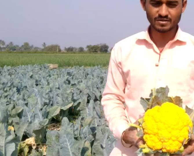 रंगीत जांभळ्या, पिवळ्या रंगाच्या कोबीचे वैशिष्ट्य म्हणजे या कोबीत व्हिटॅमीन 'ए' चे प्रमाण आहे. व्हिटॅमीन ए असल्यामुळे रोग प्रतिकारशक्ती वाढण्यास मदत होत आहे. त्यात अधिक पोषकतत्वे असल्याने शहरी भागात या फ्लॉवर कोबीला मोठी मागणी आहे.