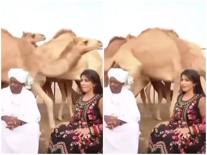 Viral funny video camel video camel kicked man video comedy video Watch: खूबसूरत महिला के पास बैठा शख्स ऊंट को नहीं आया पसंद, कुछ इस अंदाज में बताई अपनी बात