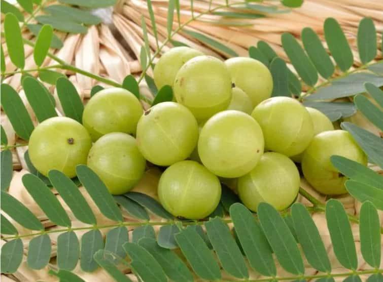 health care tips know benefits of Indian gooseberry powder amla powder Health Care :  आवळा पावडरचे आश्चर्यकारक फायदे; जाणून घ्या तयार करण्याची सोपी पद्धत