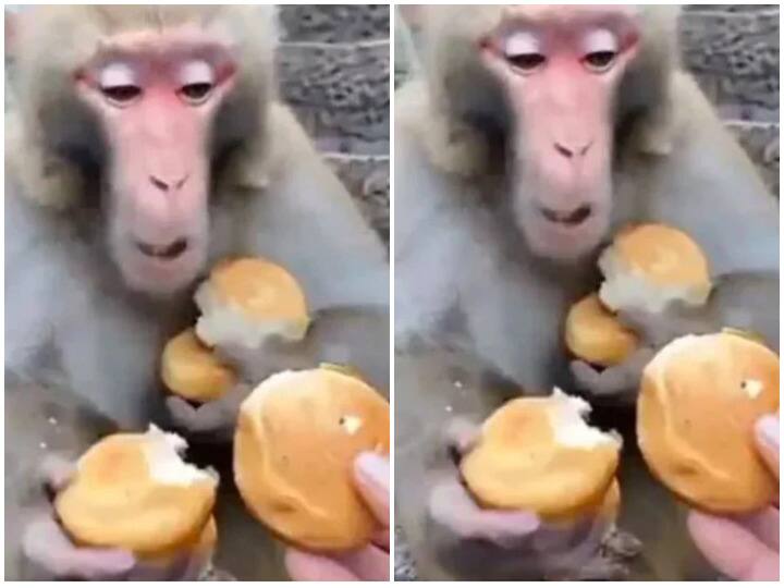 monkey video proving greed is bad bull monkey viral video giving lesson to all Watch: 'लालच बुरी बला है' सुना बहुत होगा, अब देख भी लीजिए, लालच के कारण हो गई बंदर की कैसी हालत