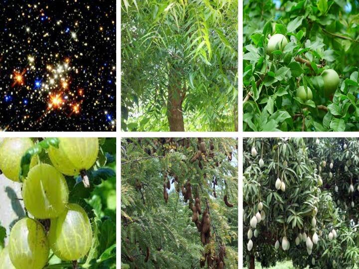 Spirituality/Vastu:  These Are Are The Plants That Should Be Grown In Your Home Premises Depending On Your Star/Nakshtra Spirituality/Vastu: మీ నక్షత్రం ప్రకారం ఇంటి ఆవరణలో పెంచాల్సినవి .. ఆవరణలో ఉండకూడని చెట్లు ఇవే..