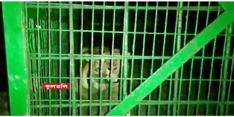 South 24 Paraganas Sunderbans: Tiger gets caught in trap cage at Kultali Sunderbans Tiger: কুলতলিতে দিনভর চেষ্টার পর অবশেষে খাঁচাবন্দি বাঘ