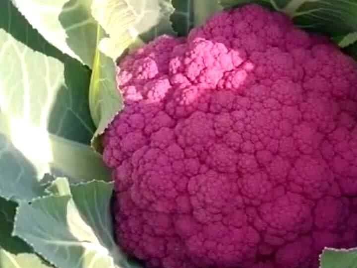 असाच एक वेगळा प्रयोग नाशिक जिल्ह्यातील शेतकऱ्याने केला आहे. आतापर्यंत आपण पांढऱ्या रंगाची फ्लॉवर कोबी सातत्याने बाजार विकत घेत होतो किंवा पाहिली असेल.