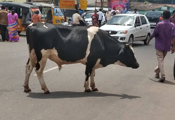 Stray Dogs and Cattles | சாலைகளில் திரியும் கால்நடைகள்... சாட்டையைச் சுழற்றிய நீதிமன்றம்- பிரச்சினையும் தீர்வும்!