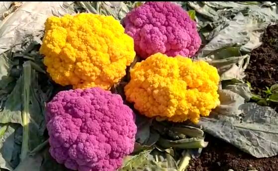 Nashik farmer grow colorful cauliflower, Demand in Vashi and Gujarat market Nashik Farmer : नाशिकच्या शेतकऱ्याने पिकवला रंगीत फ्लॉवर कोबी, वाशीसह गुजरातच्या मार्केटमध्ये मागणी