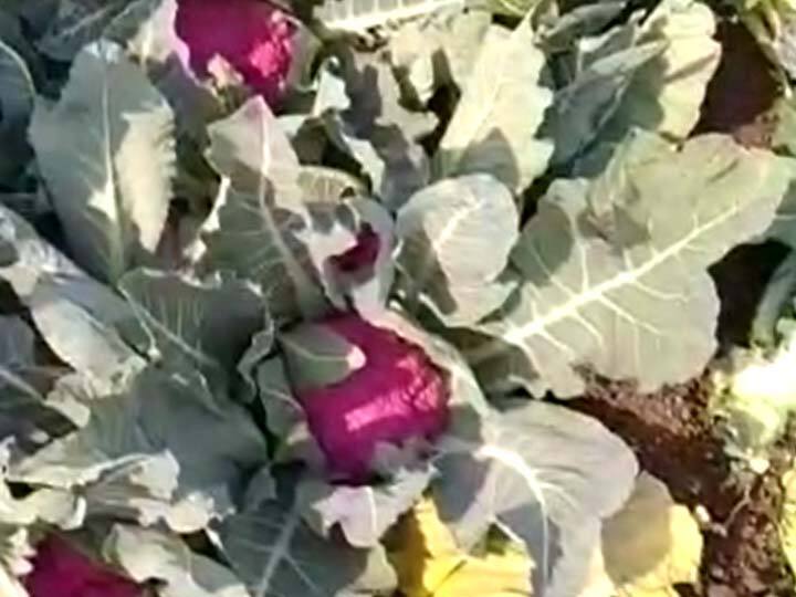 नाशिक जिल्ह्यातील देवळा तालुक्यातील वासोळ गावच्या हेमंत देसाई या तरुण शेतकऱ्याने आपल्या शेतात ही रंगीत फ्लॉवर कोबी फुलवली आहे. या रंगीत फ्लॉवर  कोबीच्या शेतीतून ते चांगले उत्पादन देखील मिळवत आहेत.