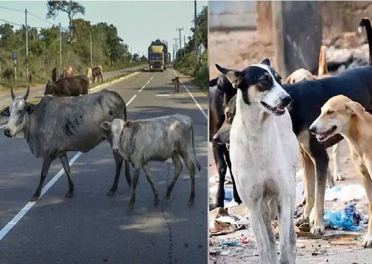 wandering stray dogs, cattles: what is the problem, solution- know in detail Stray Dogs and Cattles | சாலைகளில் திரியும் கால்நடைகள்... சாட்டையைச் சுழற்றிய நீதிமன்றம்- பிரச்சினையும் தீர்வும்!