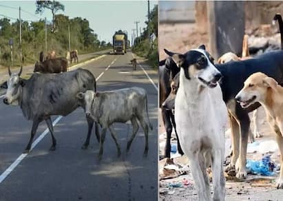 wandering stray dogs, cattles: what is the problem, solution- know in detail Stray Dogs and Cattles | சாலைகளில் திரியும் கால்நடைகள்... சாட்டையைச் சுழற்றிய நீதிமன்றம்- பிரச்சினையும் தீர்வும்!