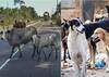 Stray Dogs and Cattles | சாலைகளில் திரியும் கால்நடைகள்... சாட்டையைச் சுழற்றிய நீதிமன்றம்- பிரச்சினையும் தீர்வும்!