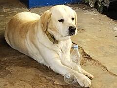 Dumka: कुत्ते की वफादारी की दिलचस्प कहानी! गुम होने के छह महीने बाद गाड़ी का हॉर्न सुनकर मालिक को पहचान लिया