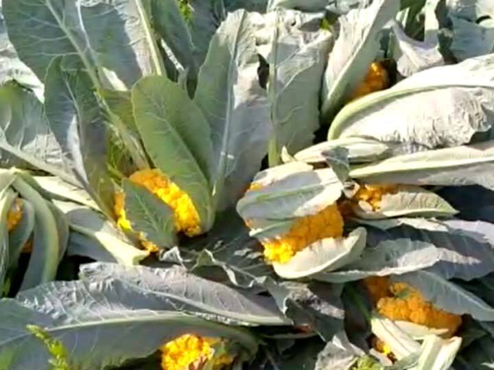 मुंबईच्या वाशी आणि गुजरातमधील वापी मार्केटमध्ये ही कोबी साधारण 30 रुपये किलोने विक्री केली जाते. आतापर्यंत या रंगीत कोबीच्या विक्रीतून चांगला फायदा झाल्याची माहिती शेतकरी हेमंत देसाई यांनी दिली आहे.