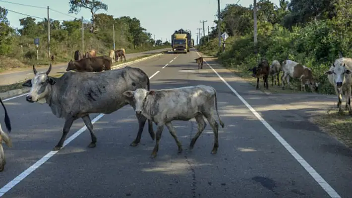 Stray Dogs and Cattles | சாலைகளில் திரியும் கால்நடைகள்... சாட்டையைச் சுழற்றிய நீதிமன்றம்- பிரச்சினையும் தீர்வும்!