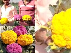 Photo : रंगीत फ्लॉवर कोबी पाहिलात का?