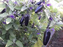 Surajpur: सूरजपुर में किसानों ने खेती में अपनाई इजरायल की तकनीक, बैगन की खेती से हो रही लाखों की कमाई