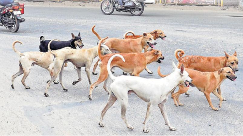 Stray Dogs and Cattles | சாலைகளில் திரியும் கால்நடைகள்... சாட்டையைச் சுழற்றிய நீதிமன்றம்- பிரச்சினையும் தீர்வும்!