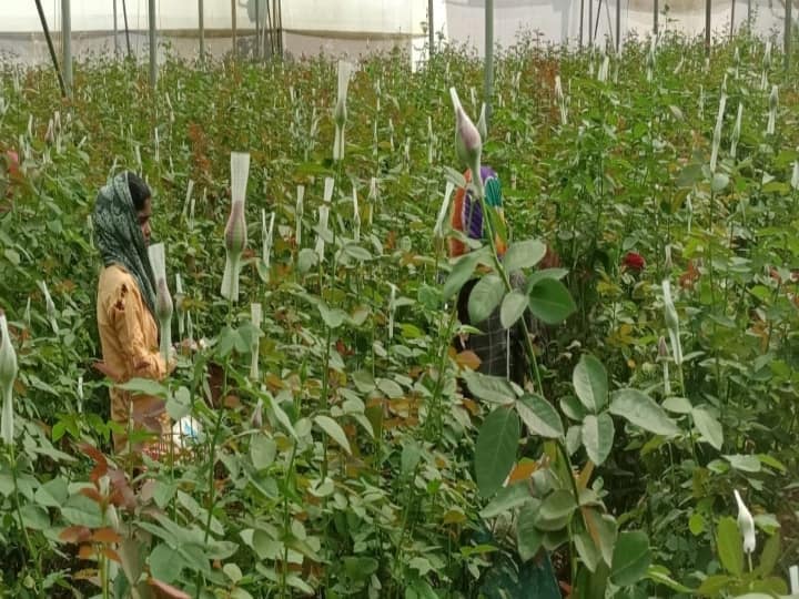 Export of roses grown in Anantapur for Valentine's Day in America అమెరికాలోని ప్రేమికులకు అనంతపురం గులాబీలు