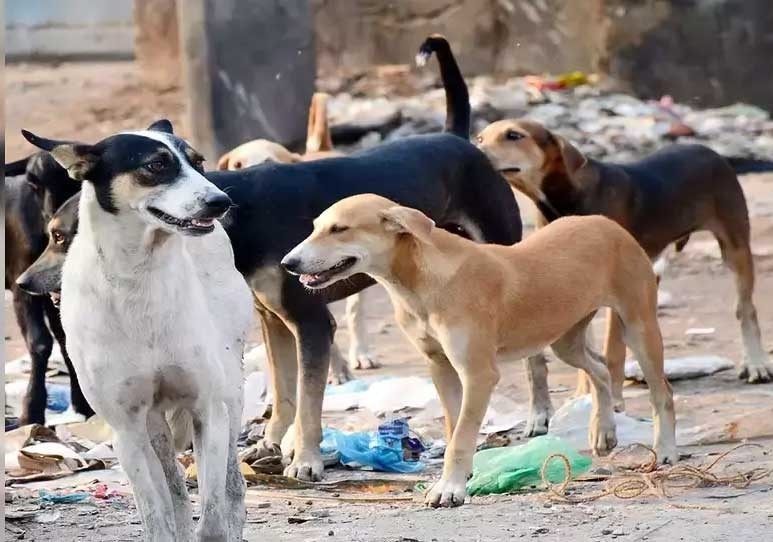 Stray Dogs and Cattles | சாலைகளில் திரியும் கால்நடைகள்... சாட்டையைச் சுழற்றிய நீதிமன்றம்- பிரச்சினையும் தீர்வும்!