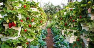 Strawberry Farming: સ્ટ્રોબેરીની ખેતી કરો છો ? આ 5 જરૂરી વાતો રાખો ધ્યાનમાં, થશે મબલખ નફો