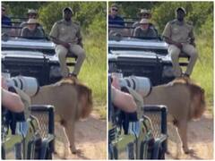 Watch: लोगों से लदी गाड़ी के सामने अचानक आ गया शेर, फिर जो हुआ खुद देखिए पूरा VIDEO