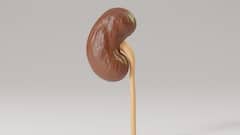 Chronic Kidney Disease: ক্রনিক কিডনি ডিজিজ, উপসর্গ কী, কখন দেখাবেন ডাক্তার, জেনে নিন এক ঝলকে